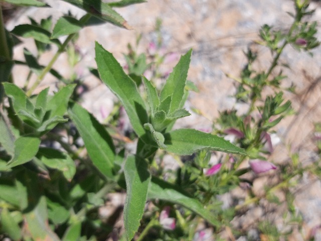 Epilobium hirsutum