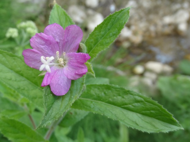 Epilobium hirsutum