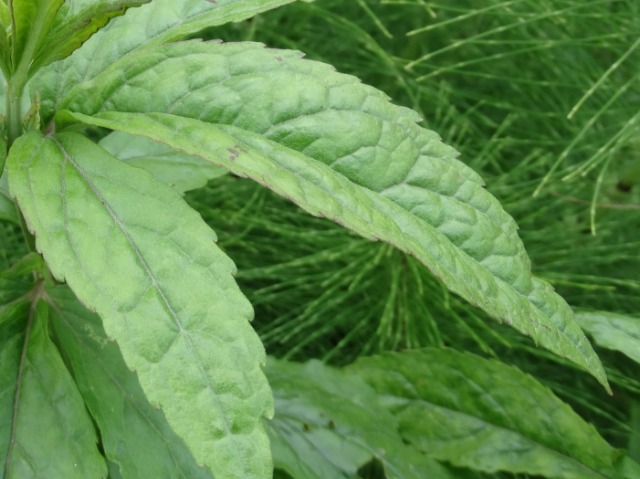 Epilobium hirsutum