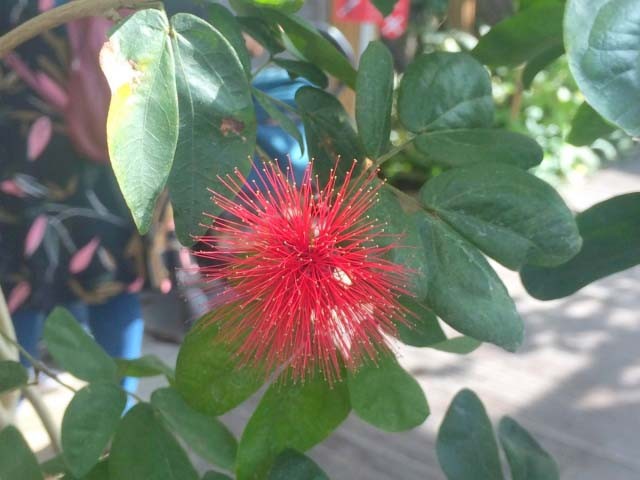 Calliandra tergemina