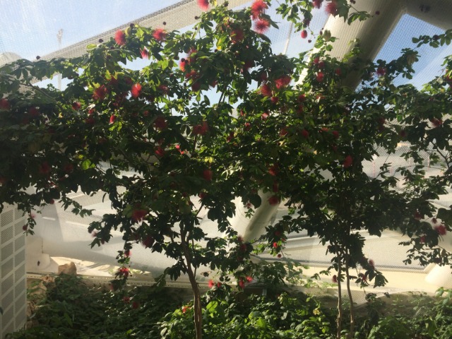 Calliandra tergemina