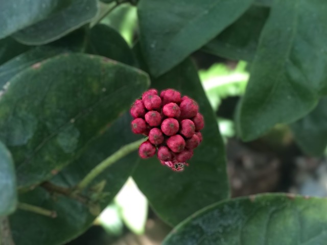 Calliandra tergemina