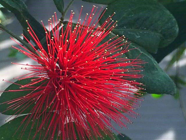 Calliandra tergemina