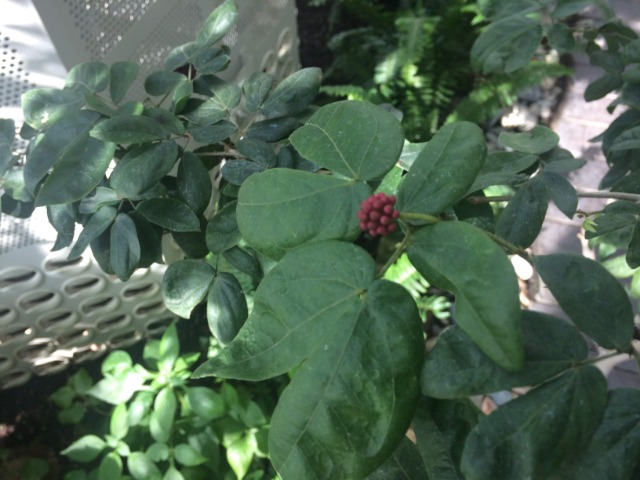 Calliandra tergemina