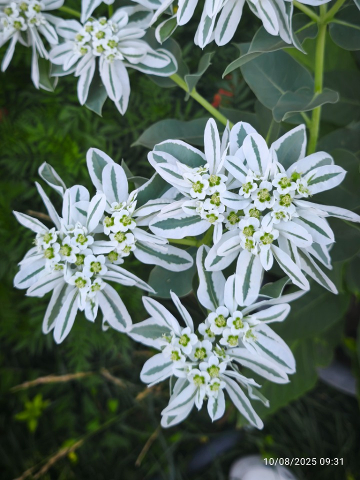 Euphorbia marginata