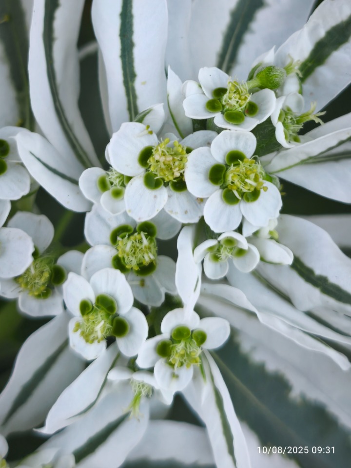 Euphorbia marginata