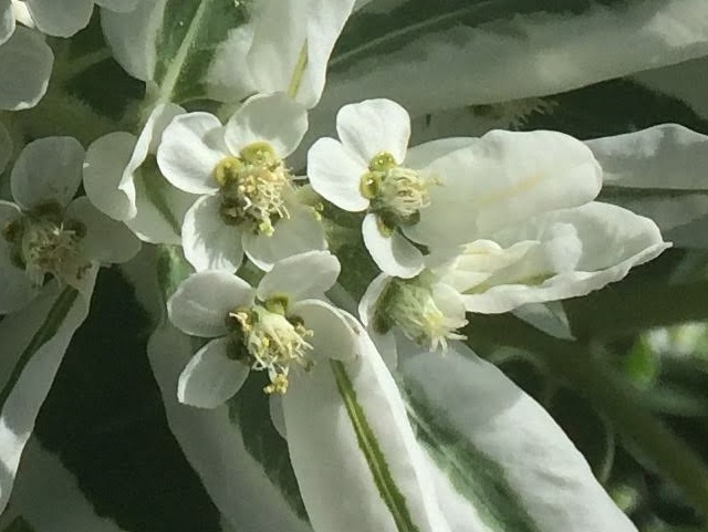 Euphorbia marginata