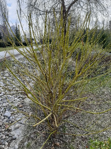 Cornus sanguinea