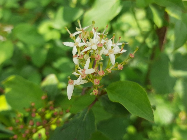 Cornus sanguinea