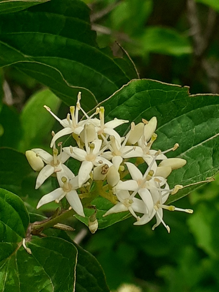 Cornus sanguinea