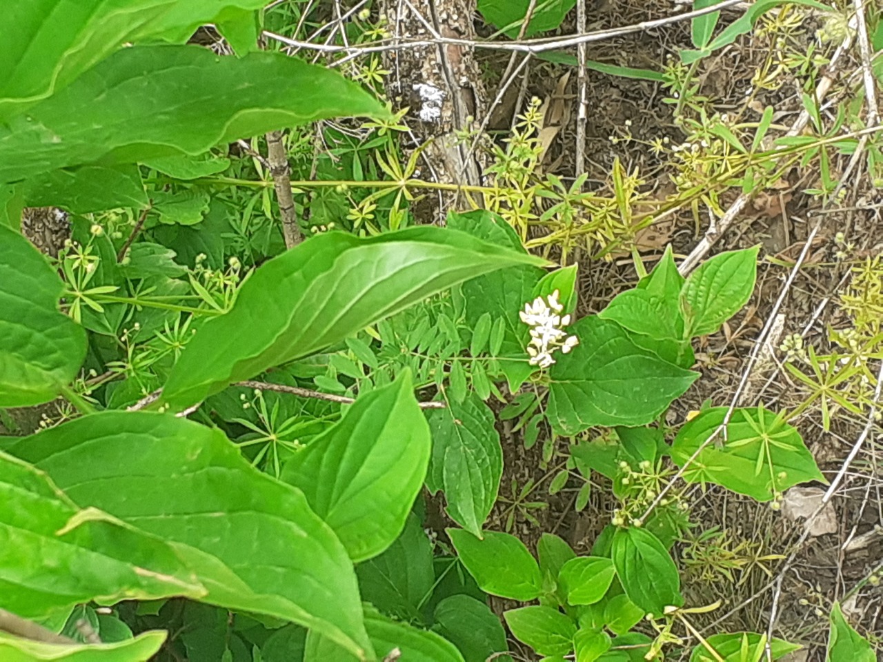 Cornus sanguinea