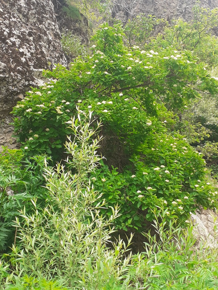 Cornus sanguinea