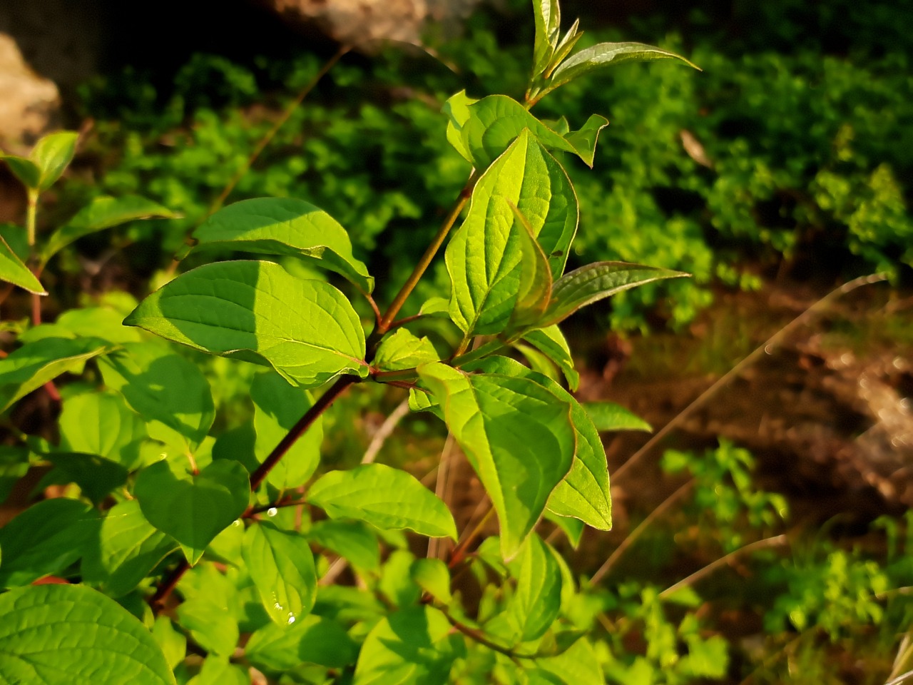 Cornus sanguinea