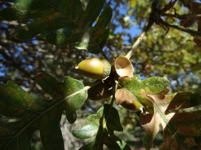 Quercus vulcanica