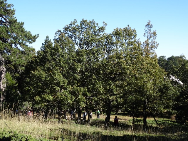 Quercus vulcanica