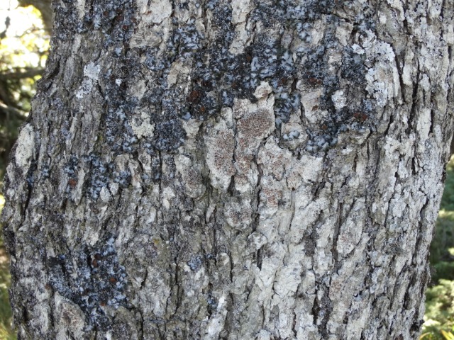 Quercus vulcanica