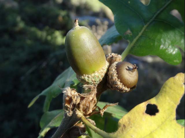 Quercus vulcanica