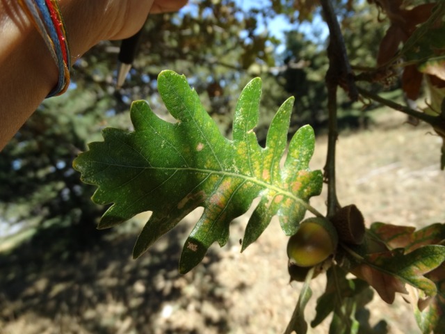 Quercus vulcanica