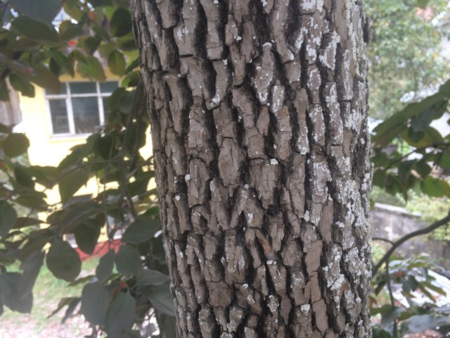 Diospyros kaki