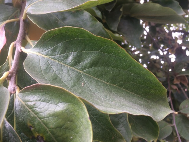 Diospyros kaki