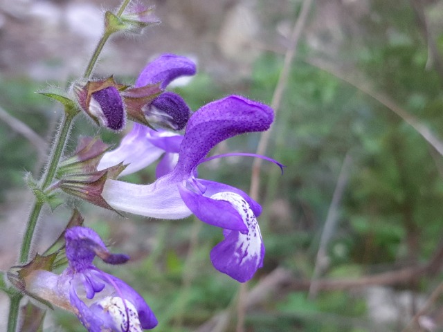 Salvia forskahlei