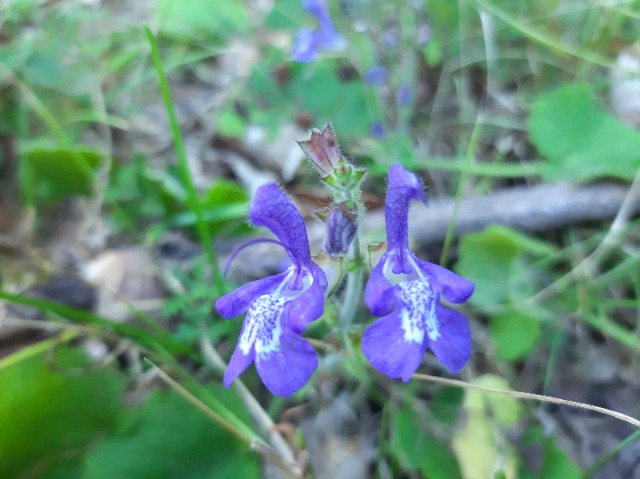 Salvia forskahlei