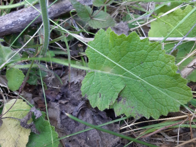 Salvia forskahlei