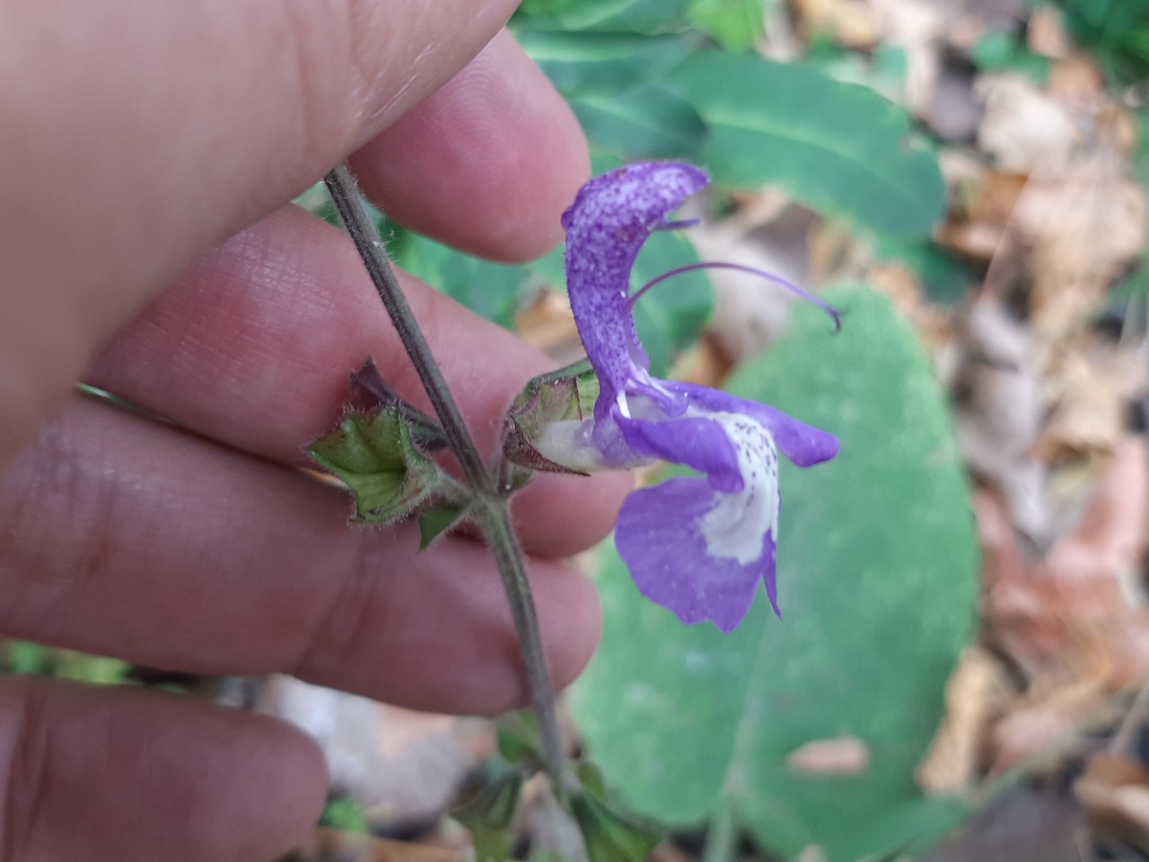 Salvia forskahlei