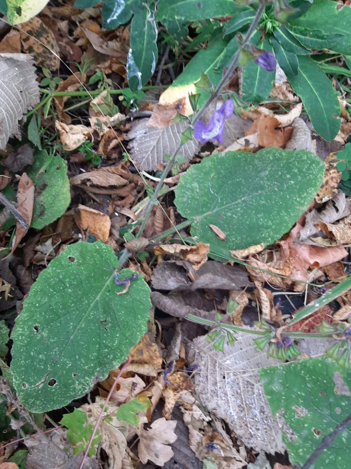Salvia forskahlei