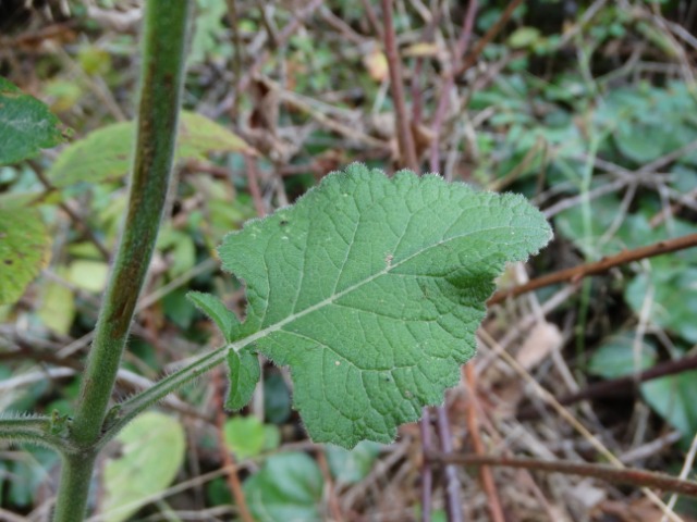 Salvia forskahlei