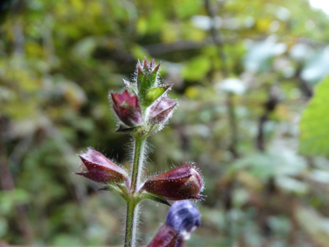 Salvia forskahlei