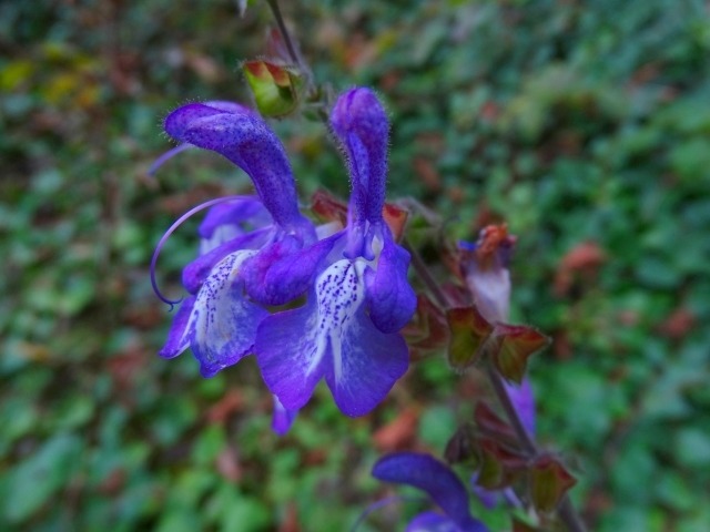 Salvia forskahlei