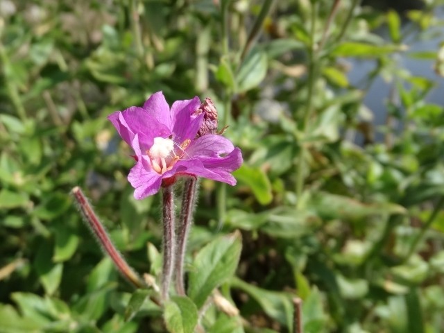 Epilobium parviflorum