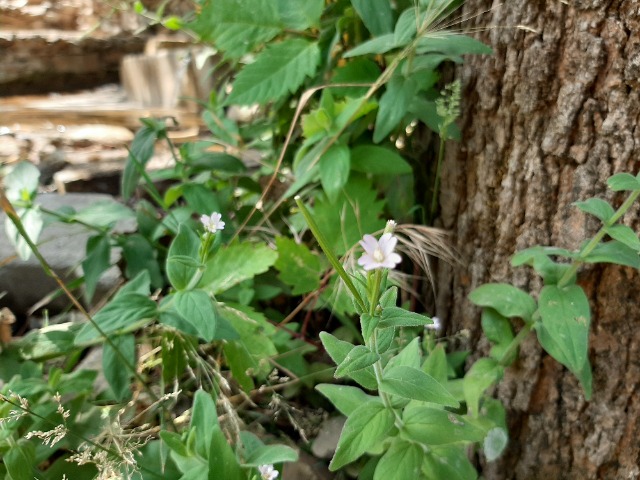 Epilobium parviflorum