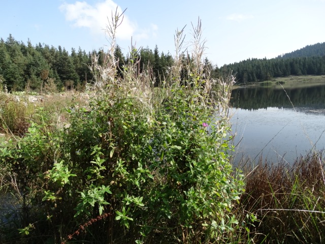 Epilobium parviflorum