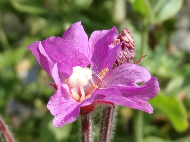 Epilobium parviflorum