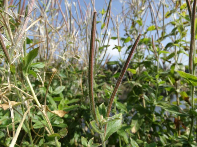 Epilobium parviflorum