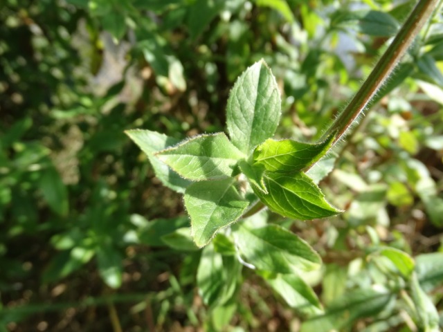 Epilobium parviflorum