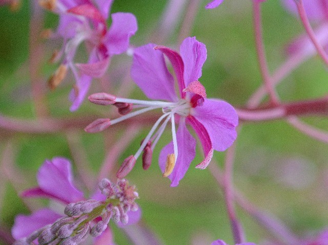 Epilobium angustifolium