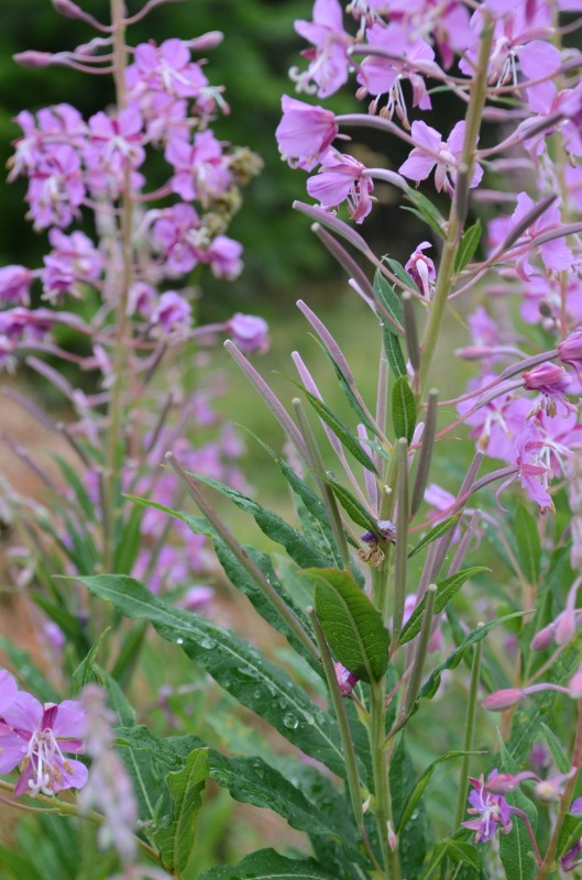 Epilobium angustifolium