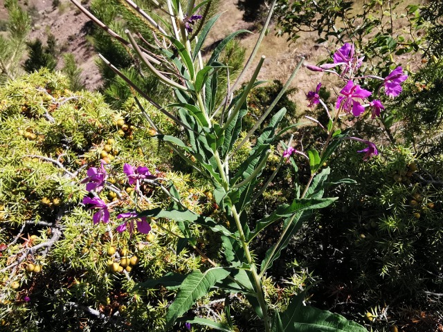 Epilobium angustifolium