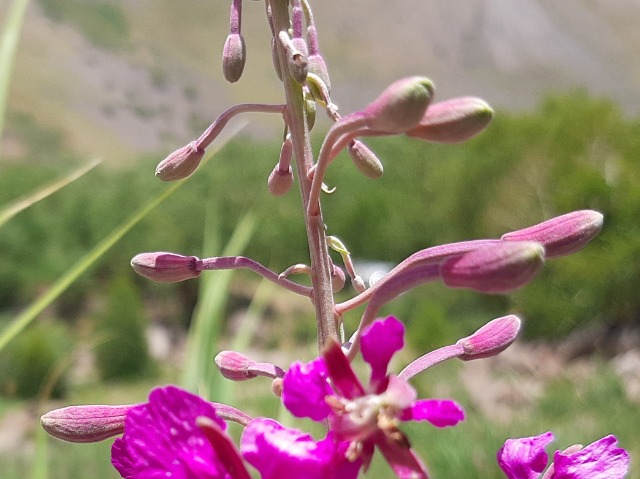 Epilobium angustifolium