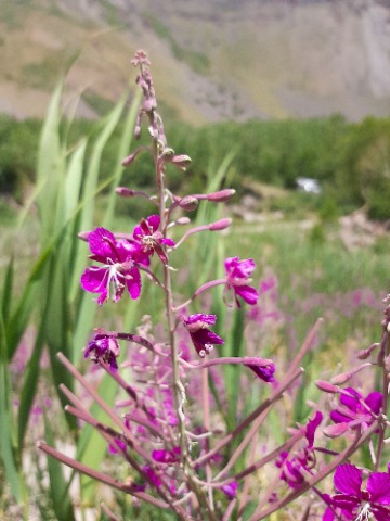 Epilobium angustifolium