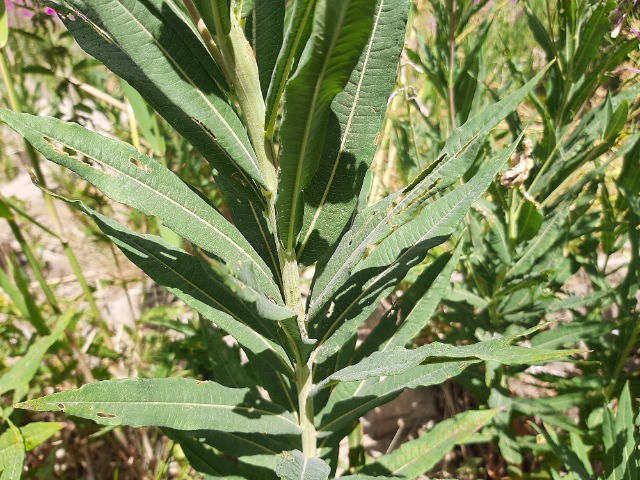 Epilobium angustifolium
