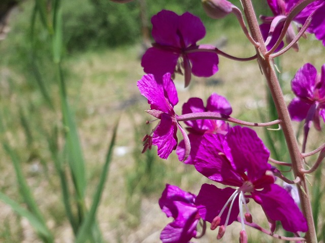 Epilobium angustifolium