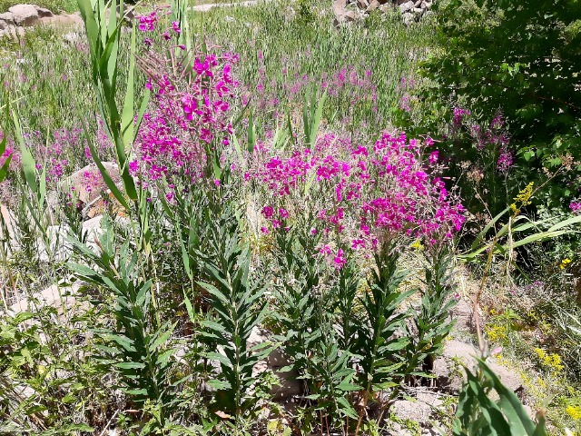 Epilobium angustifolium