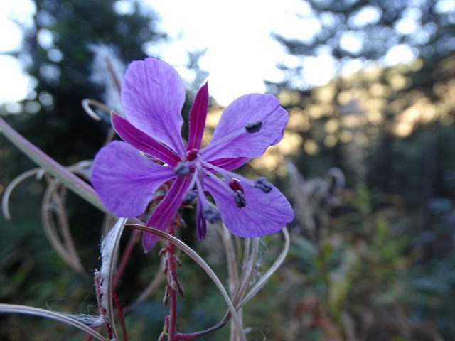 Epilobium angustifolium