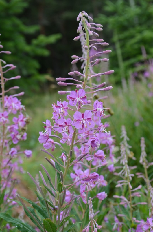 Epilobium angustifolium