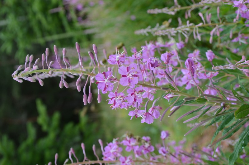 Epilobium angustifolium