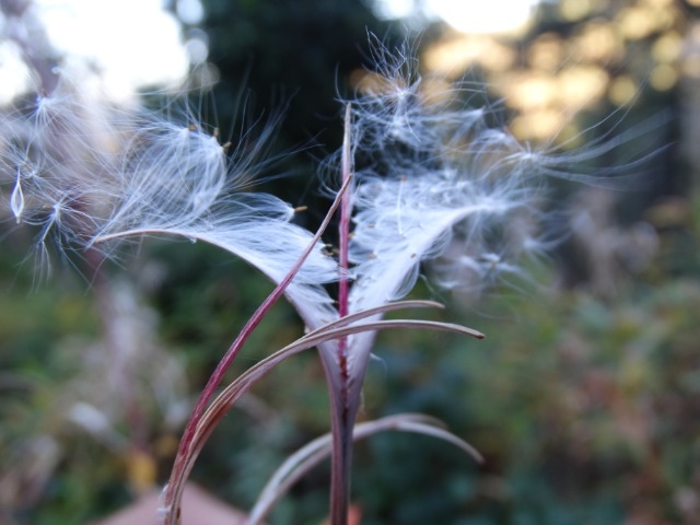 Epilobium angustifolium